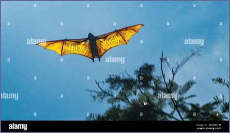 golden-crowned flying fox - Read up on all the latest about golden-crowned flying fox on Newsner