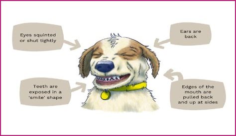 Understanding The Fascinating Dog Submissive Grin