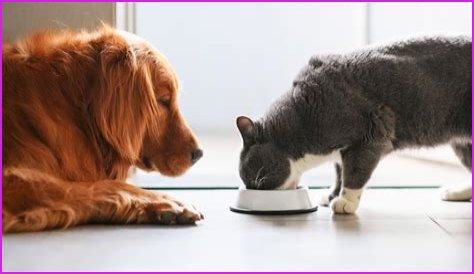 Where to find the cheapest prices on dog and cat food
