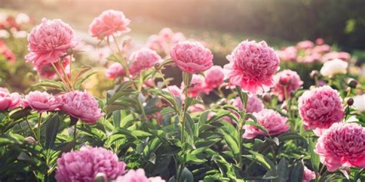 25 Most Fragrant Outdoor Flowers