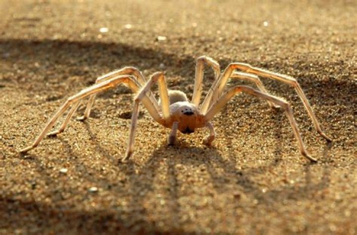 A newly-discovered species of cartwheeling spider