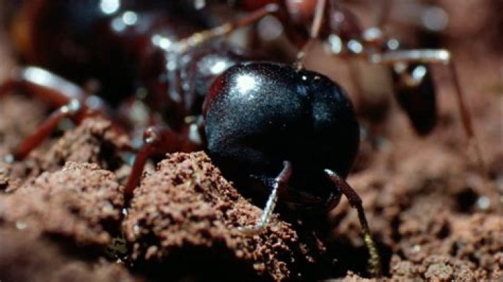 Driver ants build a new home and move their queen