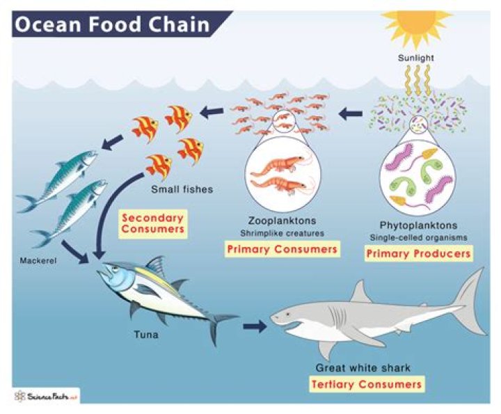 Exploring The Diet Of Ocean Fish: What Fish Eat In The Ocean