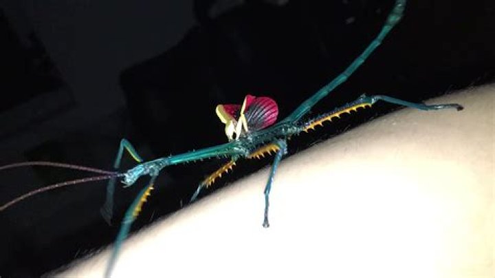 The brightly-colored Achrioptera fallax blue stick insect