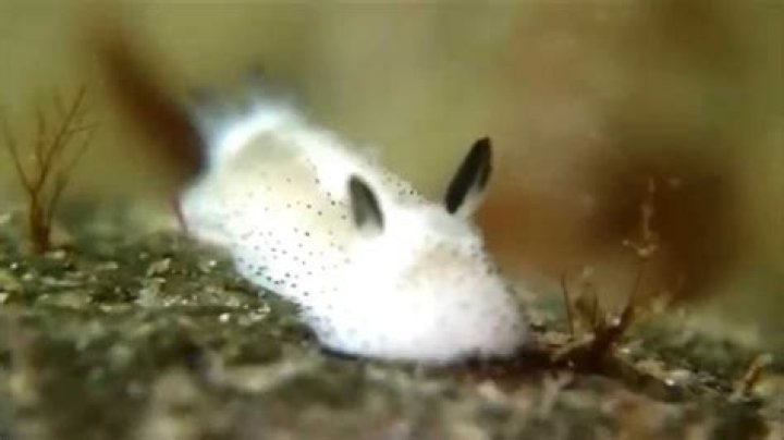 This Jorunna sea slug looks like a tiny, fluffy "sea bunny"