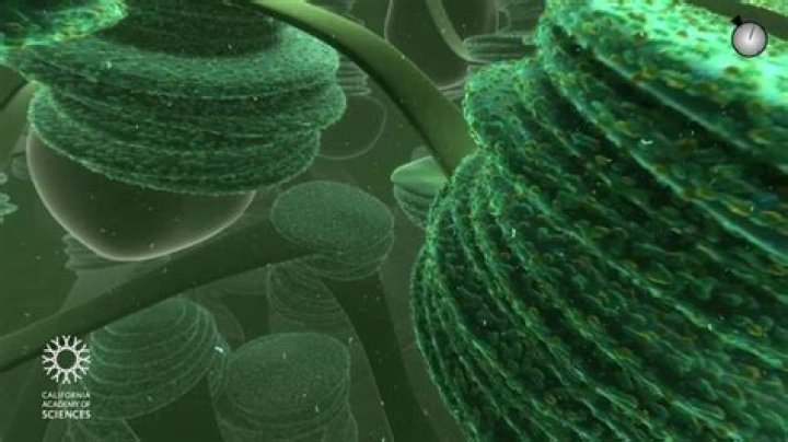 Travel deep inside a redwood tree leaf