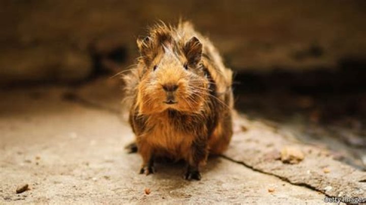 Why the world has so many Guineas